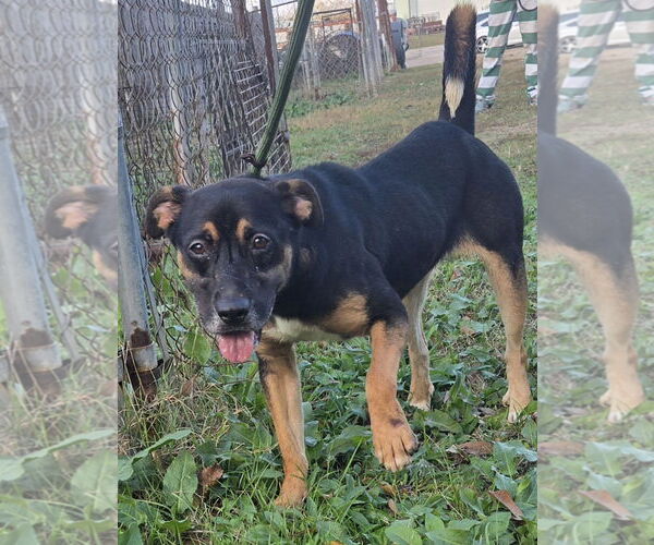 Medium Photo #4 Mountain Cur-Unknown Mix Puppy For Sale in Jackson, MS, USA