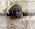 Small Photo #15 Labrador Retriever Puppy For Sale in MADERA, CA, USA