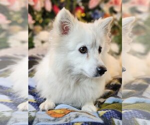 American Eskimo Dog Dogs for adoption in Bon Carbo, CO, USA