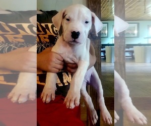 Dogo Argentino Puppy for sale in BELGRADE, ME, USA