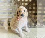 Puppy Orange Puppy Goldendoodle