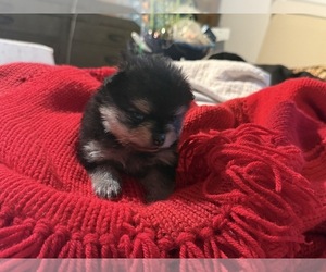 Pomeranian Puppy for sale in PANORAMA CITY, CA, USA