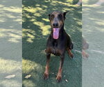 Small #2 Doberman Pinscher