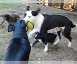 Small Photo #10 American Pit Bull Terrier-Labrador Retriever Mix Puppy For Sale in KINGSTON, WA, USA