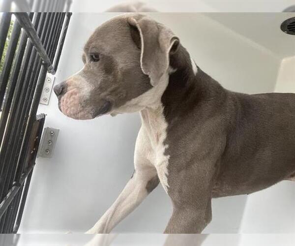 Medium Photo #1 Staffordshire Bull Terrier Puppy For Sale in Houston, TX, USA