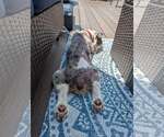Small #1 Cocker Spaniel
