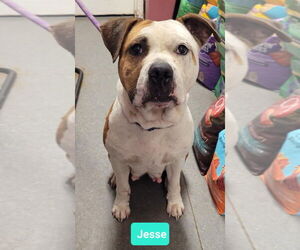 American Staffordshire Terrier-Staffordshire Bull Terrier Mix Dogs for adoption in Richmond, IN, USA