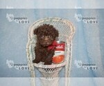 Small Photo #9 Poodle (Toy) Puppy For Sale in SANGER, TX, USA