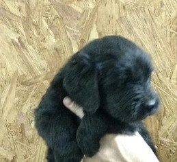 Labradoodle Puppy for sale in SPARTA, NC, USA