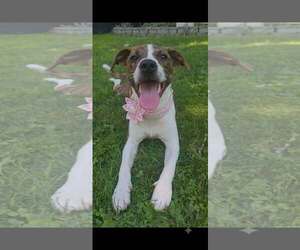 Mutt Dogs for adoption in pomfret, CT, USA