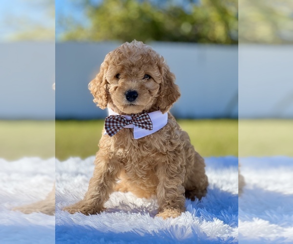 Medium Photo #7 Goldendoodle (Miniature) Puppy For Sale in FROSTPROOF, FL, USA