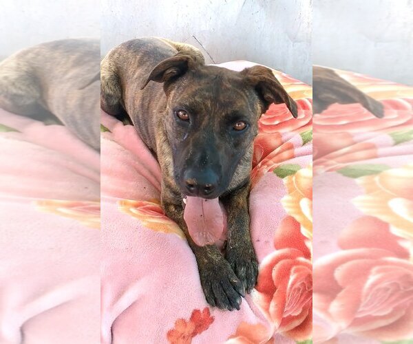 Medium Photo #2 Mastiff-Unknown Mix Puppy For Sale in Apple Valley, CA, USA
