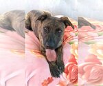 Small #1 Mastiff Mix