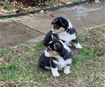 Small Photo #3 Cardigan Welsh Corgi Puppy For Sale in ROCKDALE, TX, USA