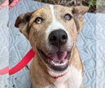 Small #7 Retriever  Mix