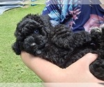 Image preview for Ad Listing. Nickname: Virtue