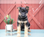 Small German Shepherd Dog