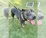 Small #1 American Staffordshire Terrier Mix