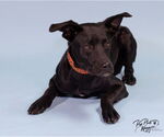 Small #15 Labrador Retriever Mix