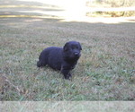 Zicon - Male German Shepherd Dog Puppy for Sale - Photo #3