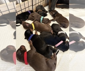 Doberman Pinscher Puppy for sale in WHITTIER, CA, USA