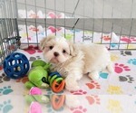 Small #6 Shih Tzu
