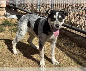 Mutt Dog for Adoption in Pueblo, Colorado USA