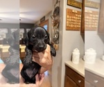 Puppy Puppy 2 Dachshund