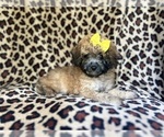 Small #2 Cavapoo