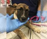 Small German Shepherd Dog Mix