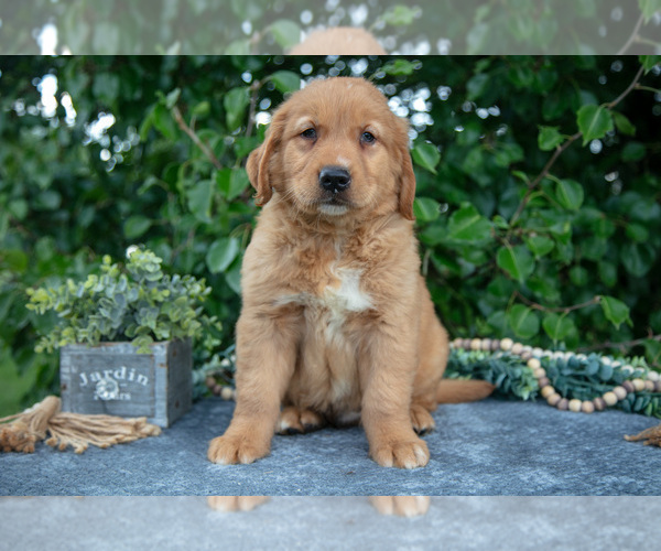 Medium Photo #5 Golden Retriever Puppy For Sale in WOLCOTTVILLE, IN, USA