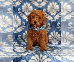 Poodle (Miniature) Puppy for sale in KINZERS, PA, USA