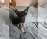 Small #2 Australian Shepherd-German Shepherd Dog Mix
