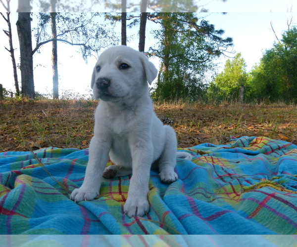 Full screen Photo #6 Akbash Dog Puppy For Sale in BROOKSVILLE, FL, USA