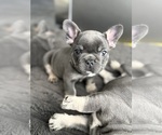 Small #5 French Bulldog