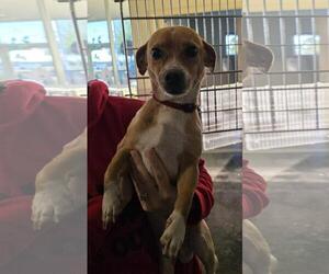 Chiweenie Dogs for adoption in Rockwall, TX, USA