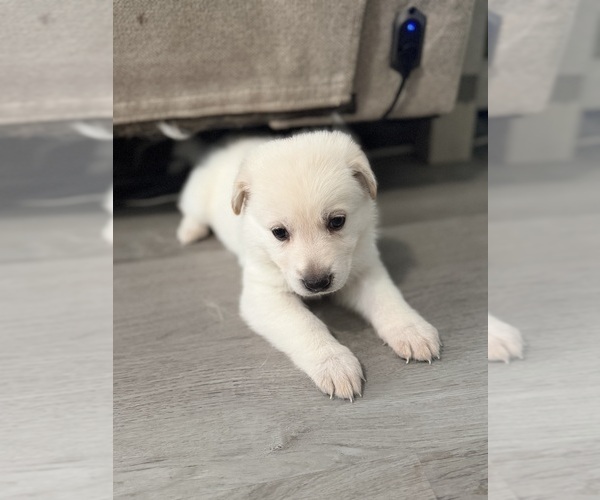 Medium Photo #4 German Shepherd Dog Puppy For Sale in PORT RICHEY, FL, USA