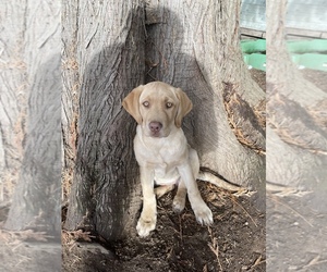 Labrador Retriever Puppy for sale in MOUNT VERNON, WA, USA