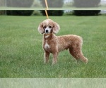 Small Photo #1 Cadoodle Puppy For Sale in PERU, IN, USA