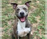 Small #1 American Pit Bull Terrier