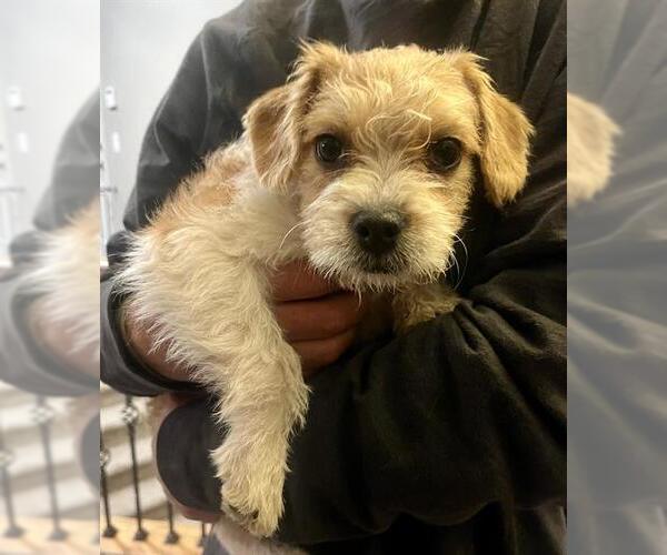 Medium Photo #1 Cairn Terrier Puppy For Sale in Fruit Heights, UT, USA