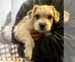Small Cairn Terrier
