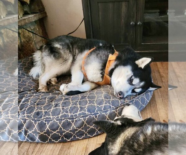 Medium Photo #2 Siberian Husky Puppy For Sale in Cedar Crest, NM, USA