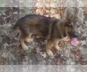 German Shepherd Dog Puppy for Sale in LOGAN, Ohio USA