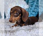 Small #6 Dachshund