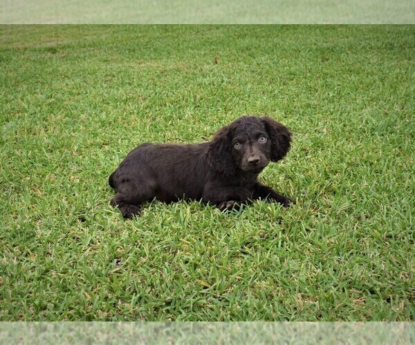 Medium Photo #2 Boykin Spaniel Puppy For Sale in FITZGERALD, GA, USA