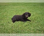 Small Photo #2 Boykin Spaniel Puppy For Sale in FITZGERALD, GA, USA