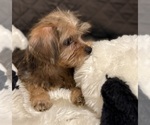 Small #1 Yorkshire Terrier
