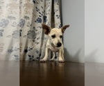 Small #25 Chihuahua