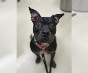 Mutt Dogs for adoption in Center Township, PA, USA